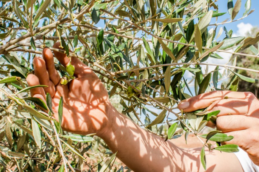 Larga vida al oleoturismo y al aceite de Sant Joan de Binissaida